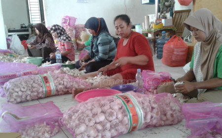 Sukses Usaha Bawang Putih, Kini Miliki 40 Karyawan